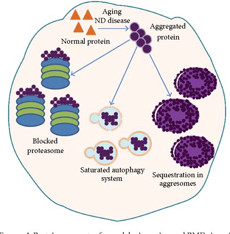 Figure From Role Of Protein Misfolding And Proteostasis Deficiency In