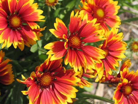 25 Best Fall Flowers Autumn Flowers For Your Garden