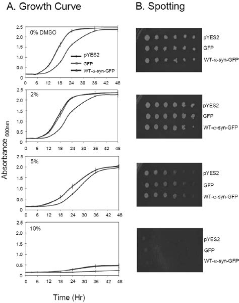 Budding Yeast By4741 Treated With Dmso A Growth Curve By4741 Cells