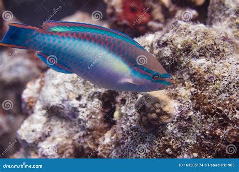 Princess Parrotfish on Coral Reef Stock Photo - Image of aruba, ecology ...