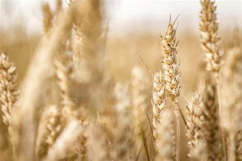 Detalhe de Espigas de Cevada Orgânica em Cultivo Foto Premium