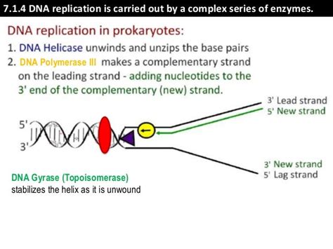 Ib Biology 27 And 71 Slides Dna Replication