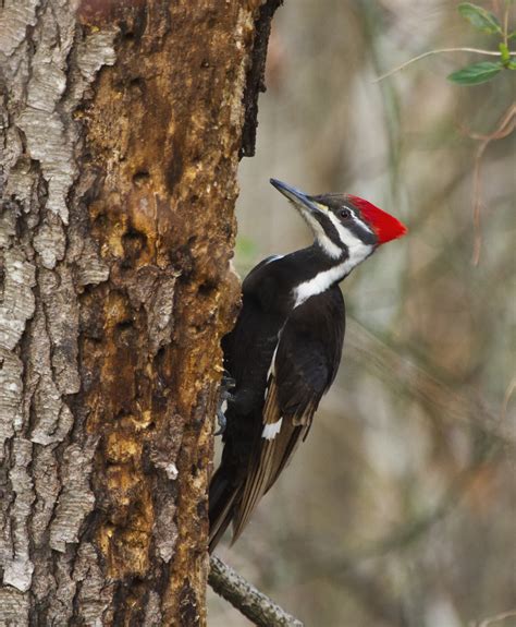 Pileated Woodpecker Dryocopus Pileatus Display Full Image