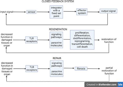 Schematic representation of closed feedback control systems Feedback ...