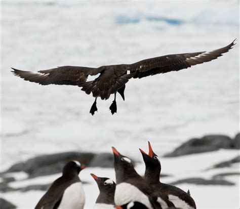 Down with the Anti-Skua Propaganda! These Polar Pantomime Villains Deserve a Second Chance – IAATO