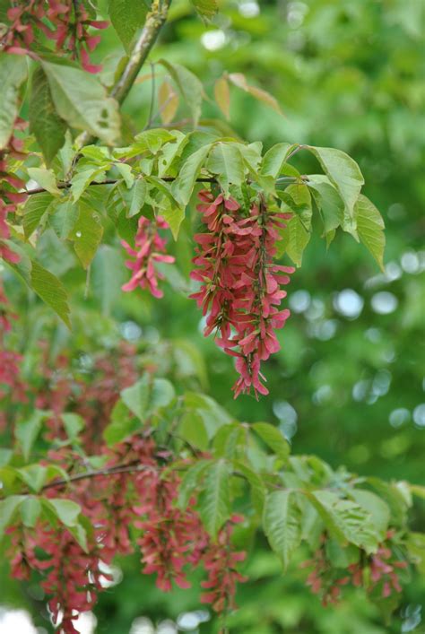 Acer Cissifolium Vine Leaved Maple Van Den Berk Nurseries