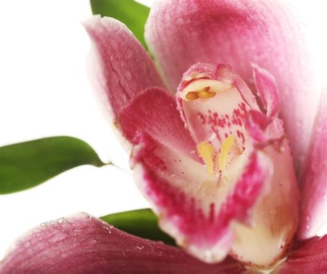 Premium Photo | Pink orchid closeup