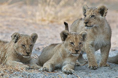 Three Lion Cubs | Sean Crane Photography