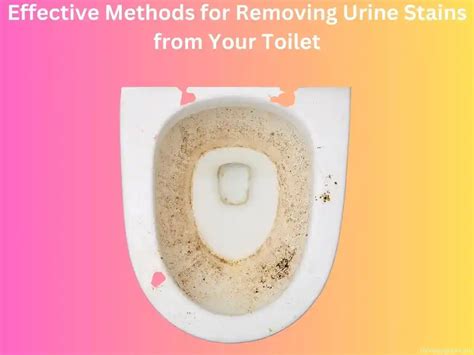 Effective Methods For Removing Urine Stains From Your Toilet Cleanup Geek