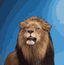 Lion Roar GIFs | Tenor