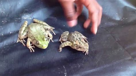 Difference Between Frog And Toad Youtube