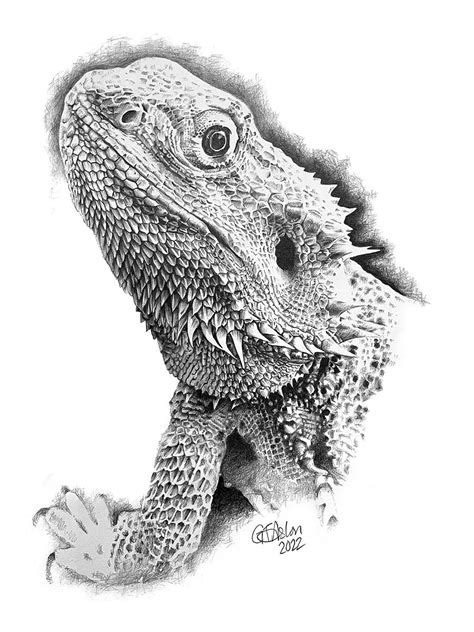 Pencil drawing of a bearded dragon – Garry's Pencil Drawings