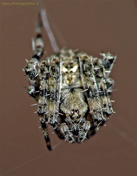 Gagambang Tarantula