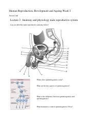 Anatomy And Physiology Of The Male Reproductive System Course Hero