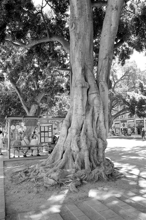 Fig Protector Photograph By Justin Farrimond Fine Art America