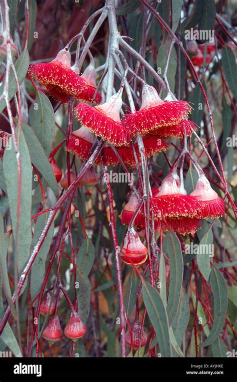 Gorgeous Hanging Flowers Of The Flowering Gum Eucalyptus Caesia