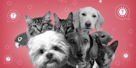 Cdc Advises Social Distancing From Pets To Prevent Omicron Spread