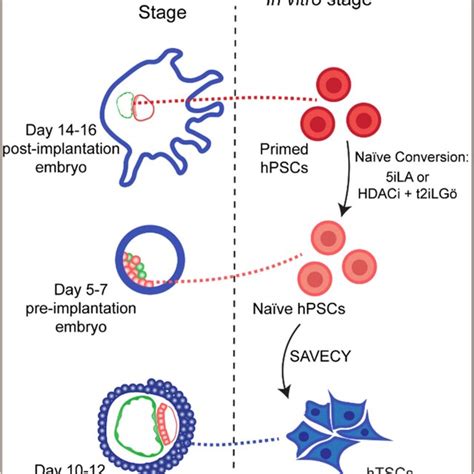 Derivation of human trophoblast stem cells hTSCs from naïve human