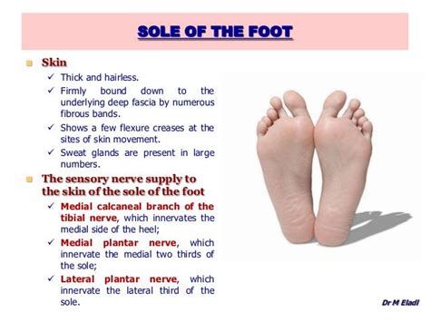 Anatomy of the foot