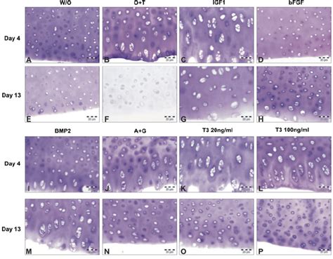 Morphological assessment of chondrocytes. Histology staining of ...