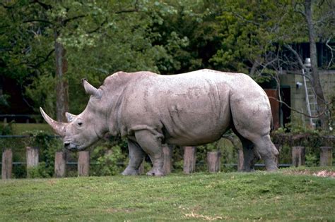 Rhino Raganos Balta Laukin Gamta Gamta Nemokamos Nuotraukos