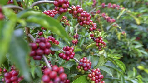 Best Kona Geisha Coffee | Big Island Coffee Roasters