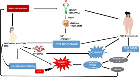 Abdominal adiposity, hyperinsulinemia, hyperandrogenism, inflammation ...