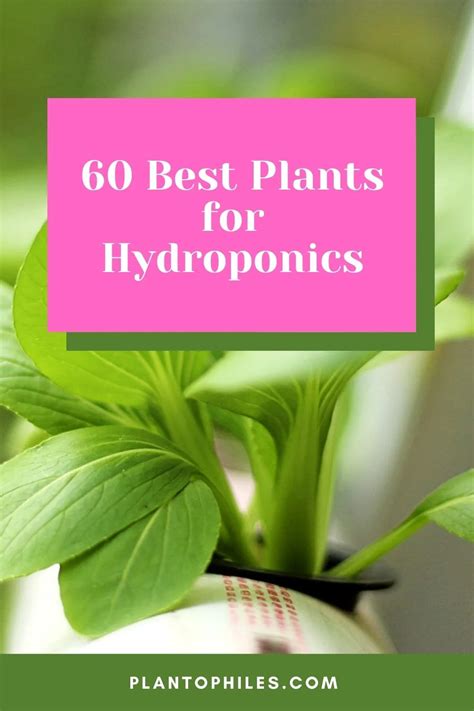 60 Best Plants for Hydroponics - Top List [2024]