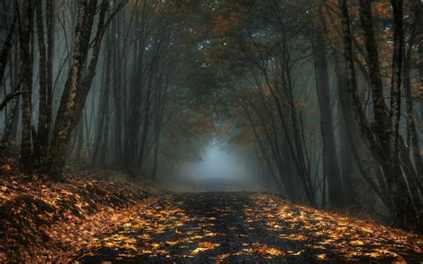 Autumn Fog Wallpapers - Top Free Autumn Fog Backgrounds - WallpaperAccess