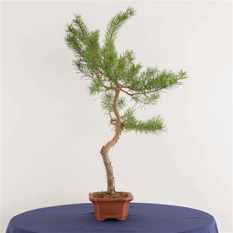 Pinus Sylvestris Ikigai Bonsai