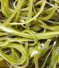 Крушина слабительная – Rhamnus cathartica