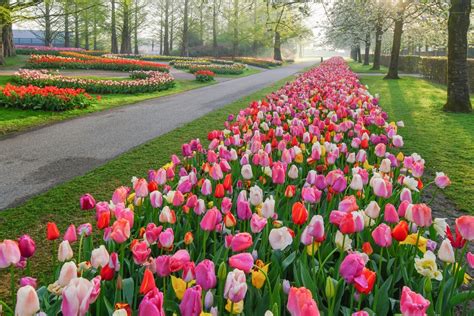 Keukenhof Le Plus Beau Jardin De Tulipes Du Monde Ouvre Ses Portes Au