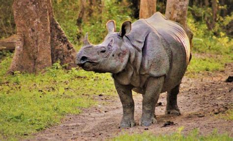 No Rhinos Poached In Assam In 2022 For The First Time In 45 Years