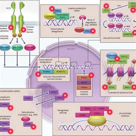 Eight Functional Categories Of Genes That Are Mutated In Acute Myeloid