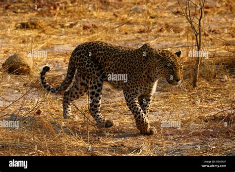 African Leopard one of the Big Five Stock Photo - Alamy