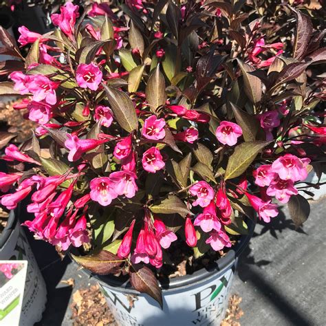 Spilled Wine Weigela - PW – Field2home.com