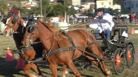 Gara Su Carrozza Sportiva Con Pariglia Di Cavalli Abbinata A Cossano