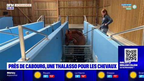 Pr S De Cabourg Une Thalasso Pour Am Liorer Le Bien Tre Des Chevaux