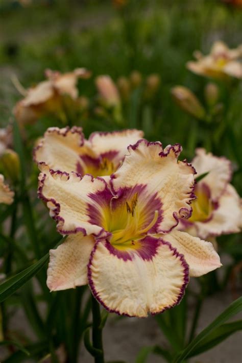 Hemerocallis Antique Linen 1 Litre Pots