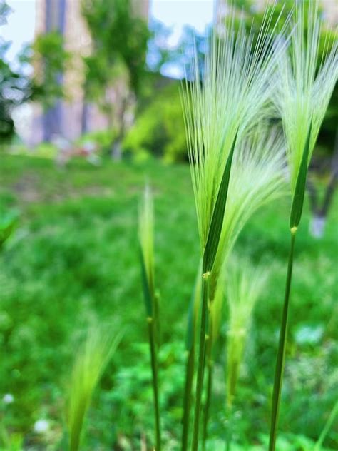 Green Grassland Free Photo On Pixabay Pixabay