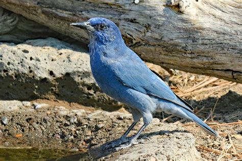 Pinyon Jay Study - East Cascades Audubon Society