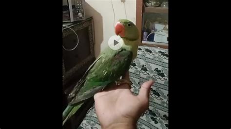 1 Lakh Ka Raw Parrot Pakra Ali Ny 2 Lakh Ka Bolny Wala Raw Parrot 2