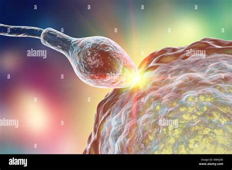 Human Spermatozoa Fertilizing An Egg Hi Res Stock Photography And