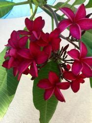 Red Plumeria in The Top 25 Plumerias - Garden.org