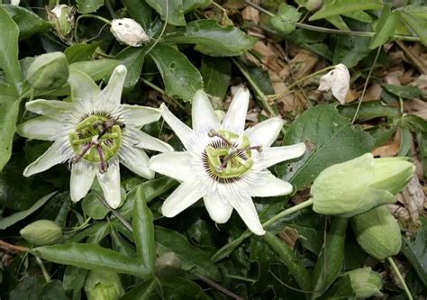 Pasiflora O Flor De La Pasi N Cuidados De La Passiflora O Pasionaria