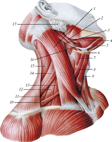 Мышцы шеи Медицинская иллюстрация Анатомия человека Анатомическое