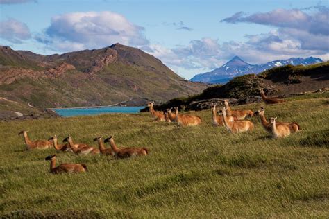 Guanacos | Smithsonian Photo Contest | Smithsonian Magazine