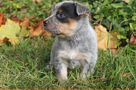 Queensland Heeler Puppy Dogs For Sale in Ventura County, Southern ...