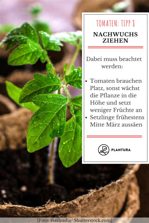 Tipps Zur Perfekten Tomate Aus Dem Eigenen Garten Tomaten Tipp