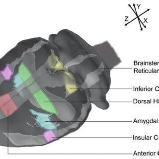 Diagram of brain regions investigated. Each of the regions investigated ...